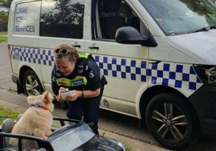 Buddy o cãozinho é abordado por policial australiana